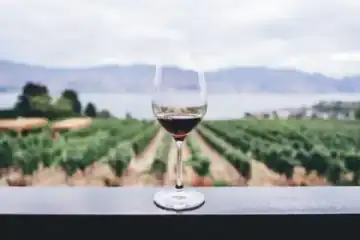 Wijnreizen en proeverijen in Toscane, de Elzas en de Dourovallei